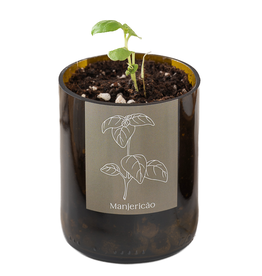 Life in a bag Life In A Bag, Bottle Garden, Basilikum