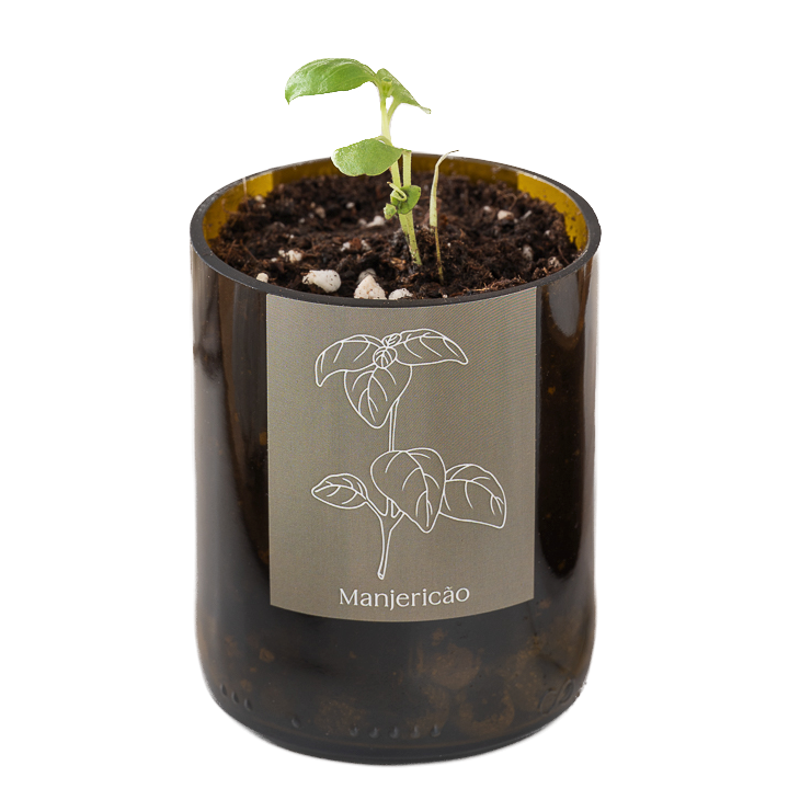 Life in a bag Life In A Bag, Bottle Garden, Basilikum