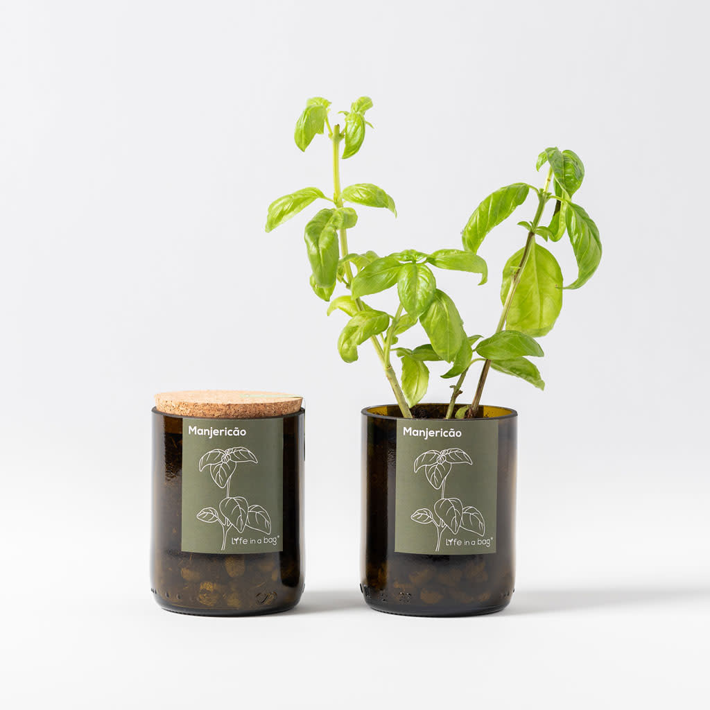 Life In A Bag, Bottle Garden, Basilikum