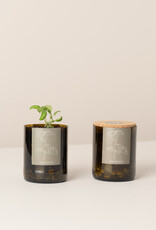 Life In A Bag, Bottle Garden, Basilikum