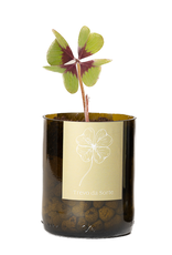 Life In A Bag, Bottle Garden, Glücksklee