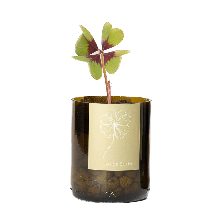 Life In A Bag, Bottle Garden, Glücksklee