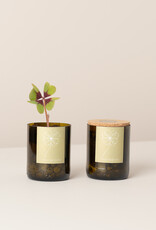 Life In A Bag, Bottle Garden, Glücksklee