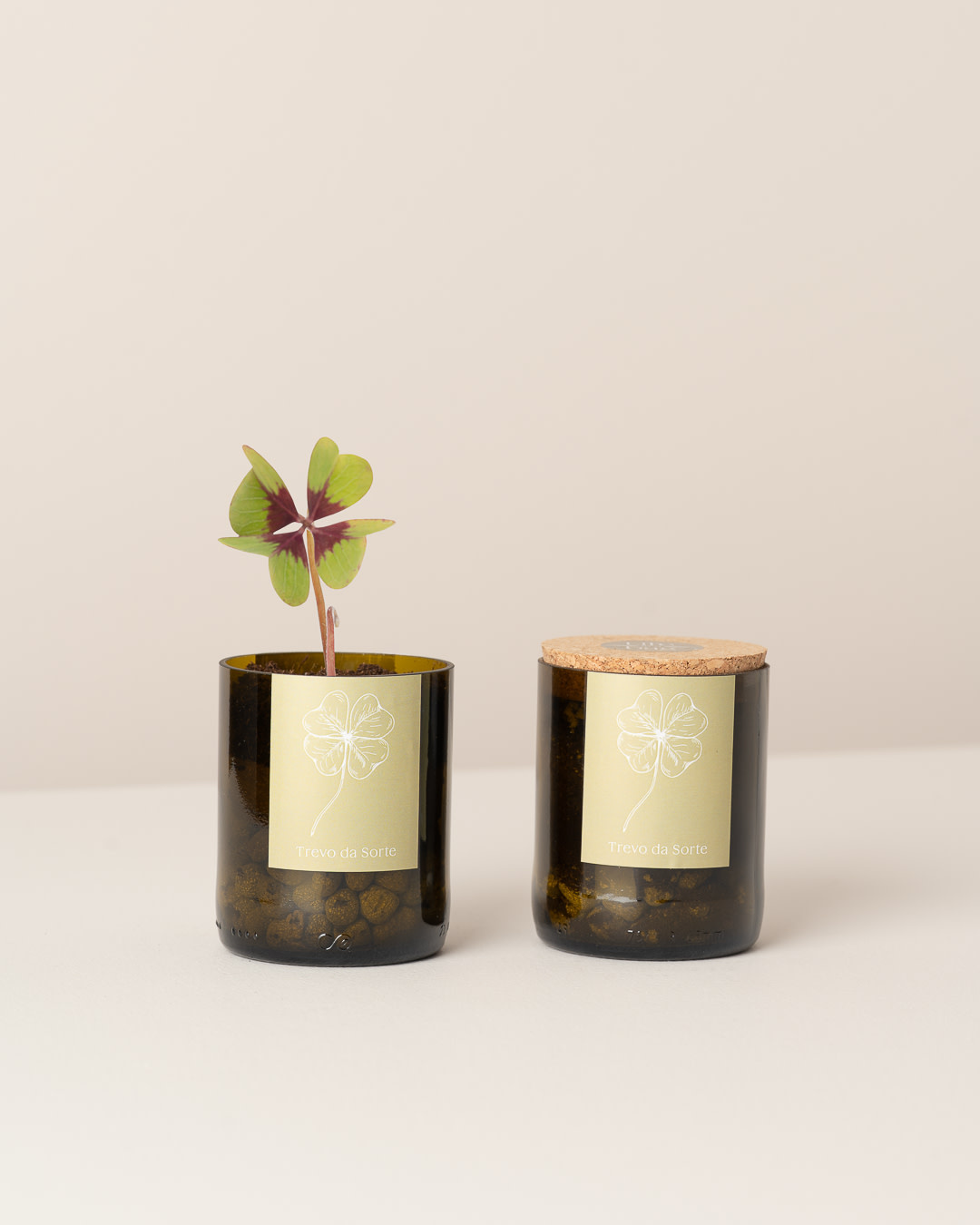 Life In A Bag, Bottle Garden, Glücksklee