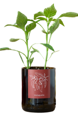 Life In A Bag, Bottle Garden, Malagueta