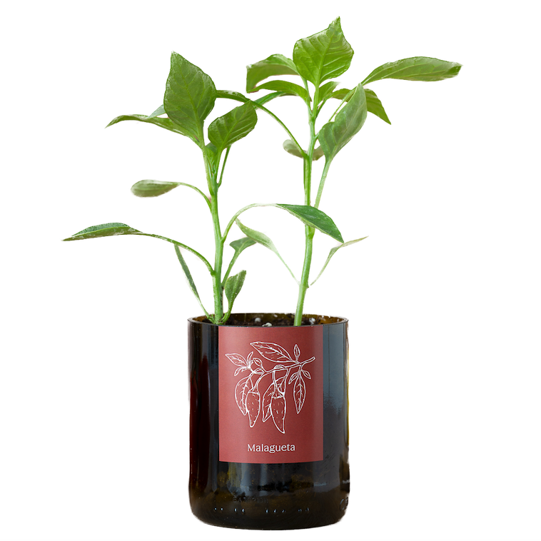 Life In A Bag, Bottle Garden, Malagueta