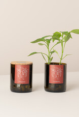 Life In A Bag, Bottle Garden, Malagueta