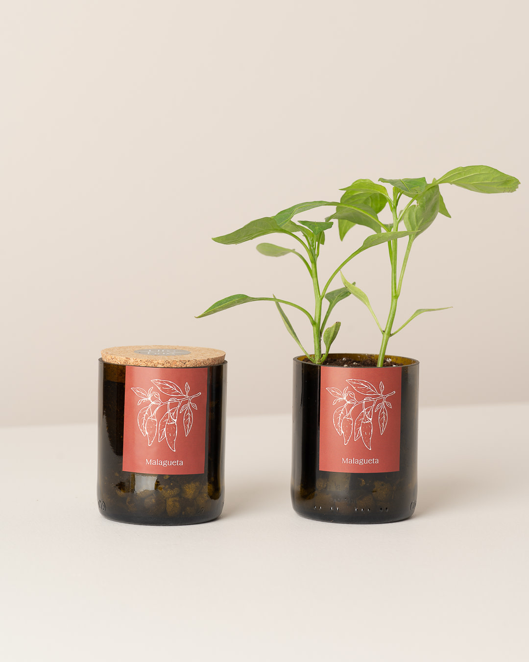 Life In A Bag, Bottle Garden, Malagueta