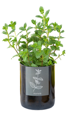Life In A Bag, Bottle Garden, Minze