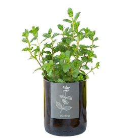 Life In A Bag, Bottle Garden, Minze