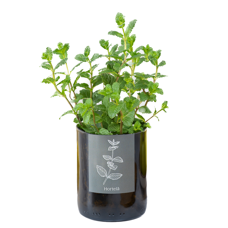 Life In A Bag, Bottle Garden, Minze