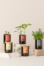 Life In A Bag, Bottle Garden, Minze