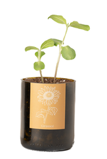 Life In A Bag, Bottle Garden, Sonnenblume