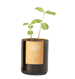Life In A Bag, Bottle Garden, Sonnenblume