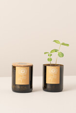 Life In A Bag, Bottle Garden, Sonnenblume