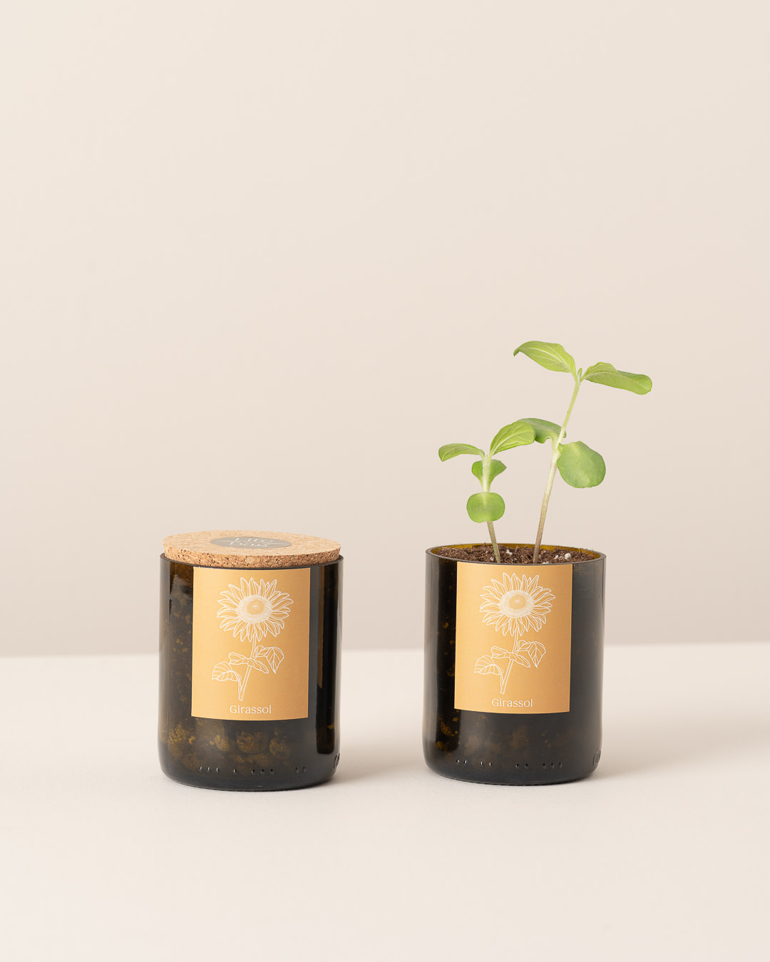 Life In A Bag, Bottle Garden, Sonnenblume