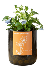 Life In A Bag, Bottle Garden, Stiefmütterchen