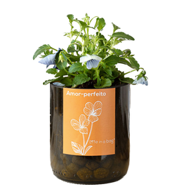 Life In A Bag, Bottle Garden, Stiefmütterchen