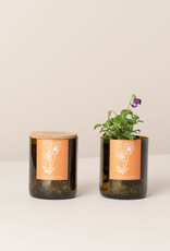 Life In A Bag, Bottle Garden, Stiefmütterchen