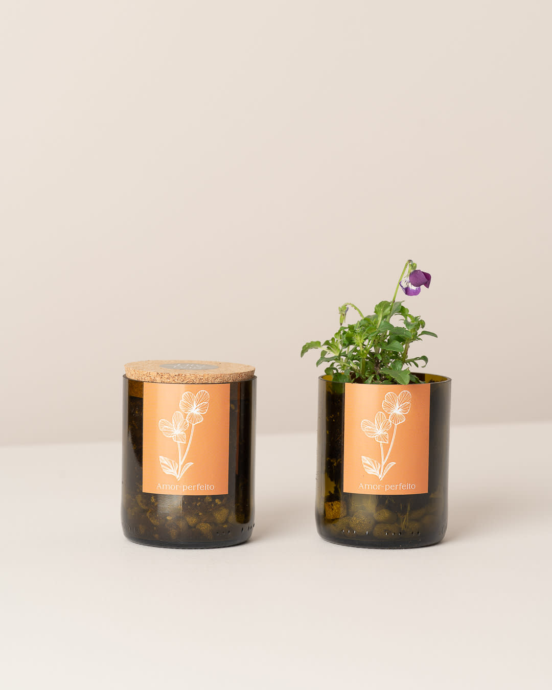 Life In A Bag, Bottle Garden, Stiefmütterchen