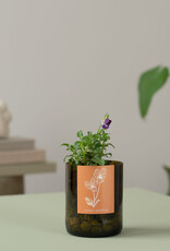 Life In A Bag, Bottle Garden, Stiefmütterchen