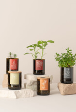 Life In A Bag, Bottle Garden, Stiefmütterchen