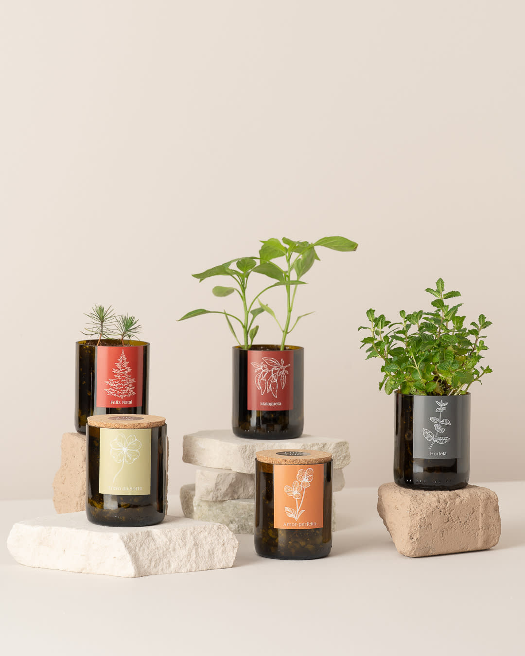 Life In A Bag, Bottle Garden, Stiefmütterchen