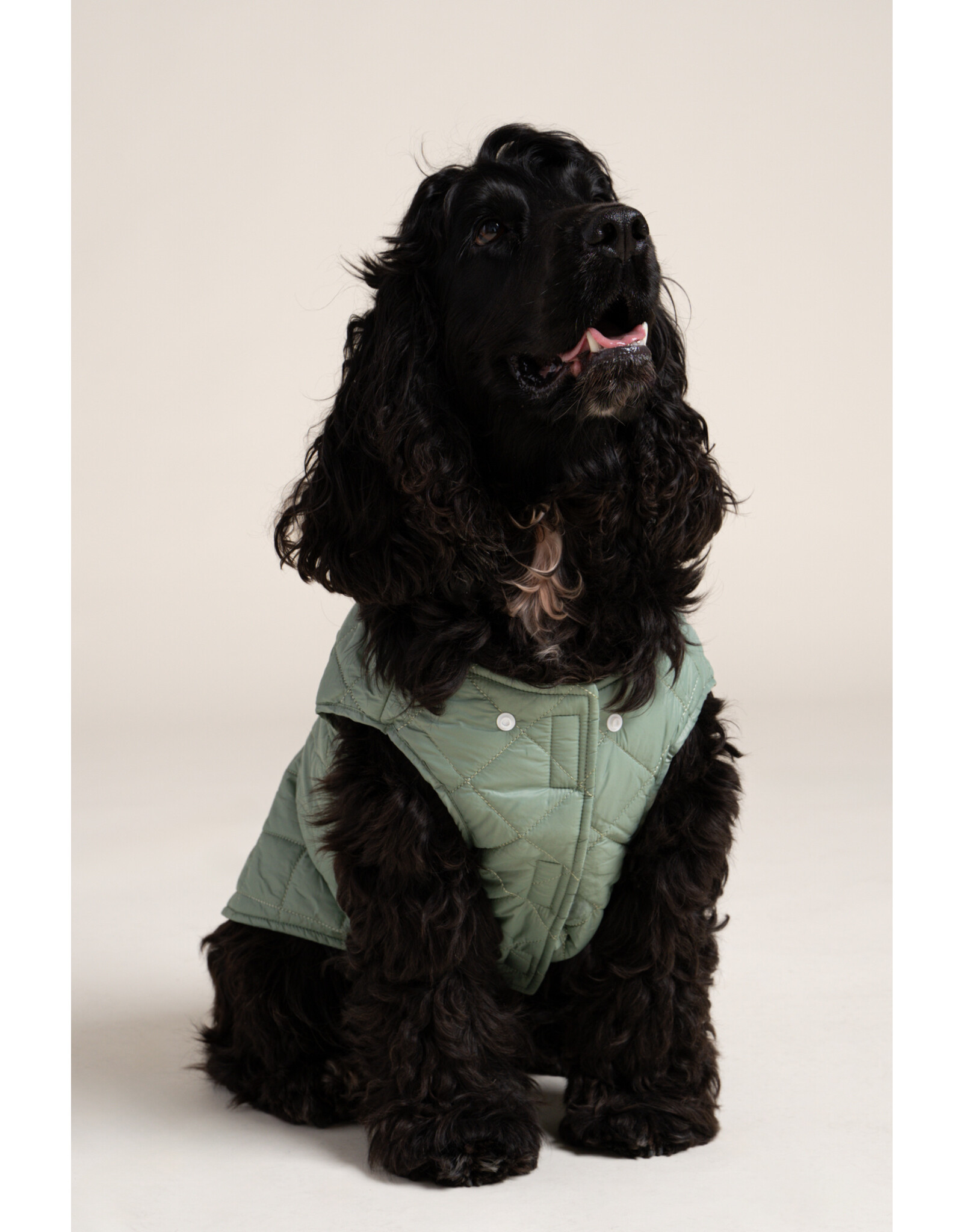 Flotte VINCENNES - Dog Rain Coat