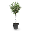 Citrus tree