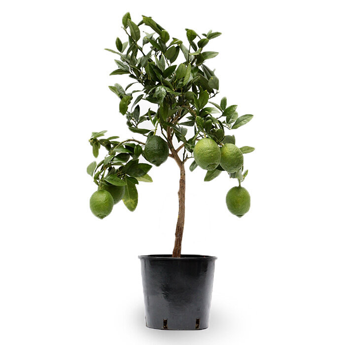 Citrus tree