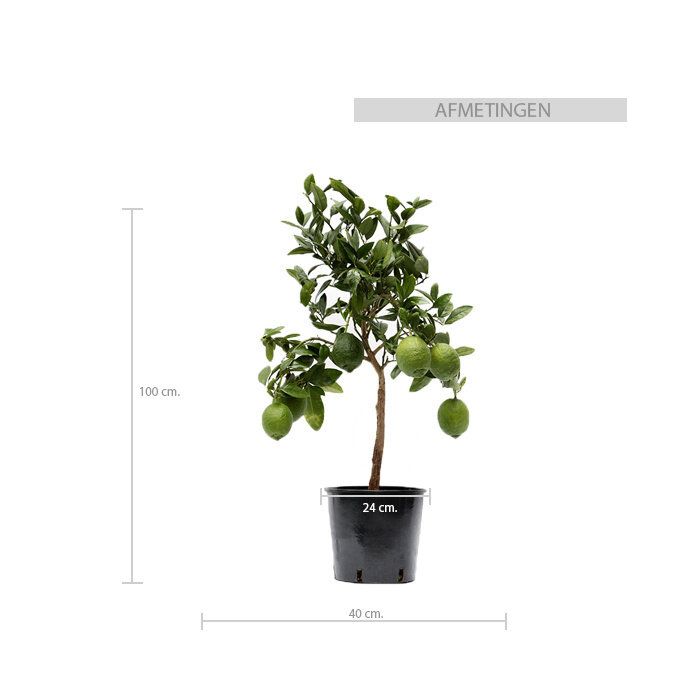 Citrus tree
