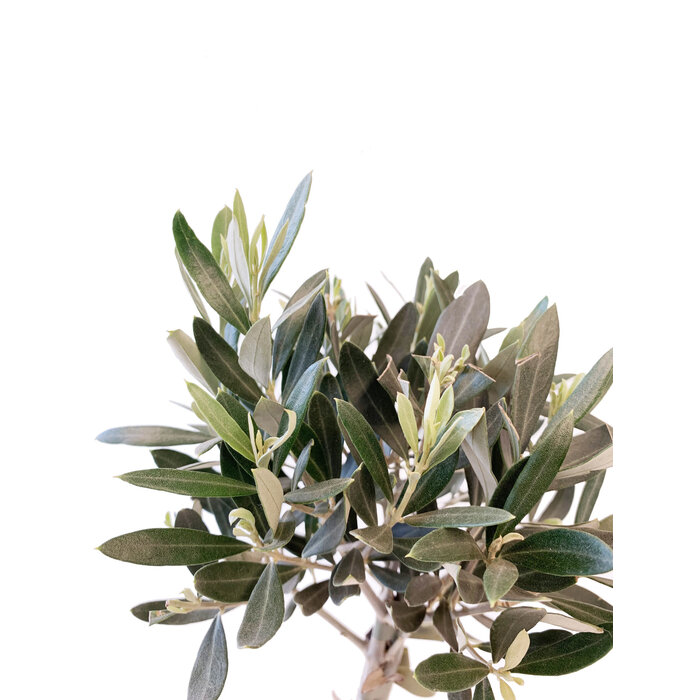 Citrus tree