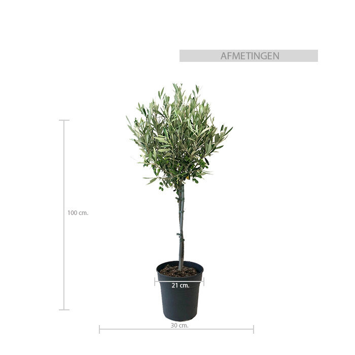 Citrus tree