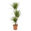 Palm tree