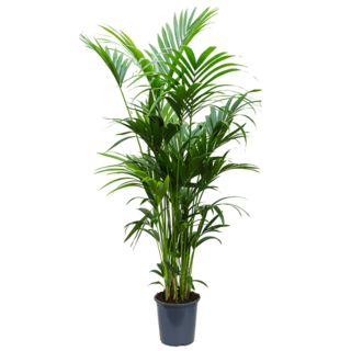 Kentia palm