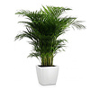 Areca palm