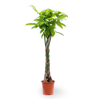 Pachira tree twisted