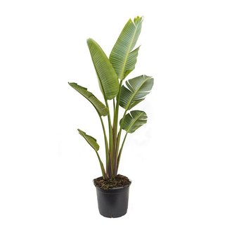 Phoenix canarian gold