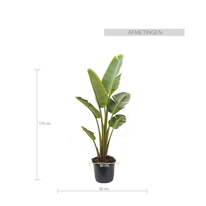 Phoenix canarian gold