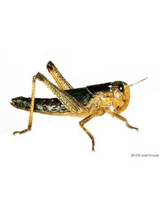  Sprinkhanen (locusta) medium 100st