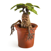 Harry Potter Magical Creatures Statue Mandrake 18,5cm