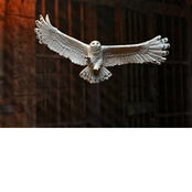 Harry Potter Legacy Collection Harry Potter Action Figure 18cm