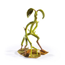 Fantastic Beasts Magical Creatures Bowtruckle