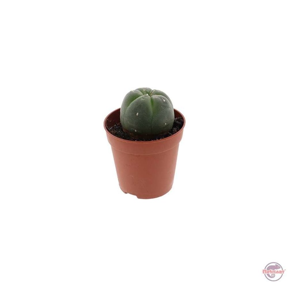 Peyote Kaktus 4-5 cm kaufen - Hochwertige Pflanzen | Stonedoos