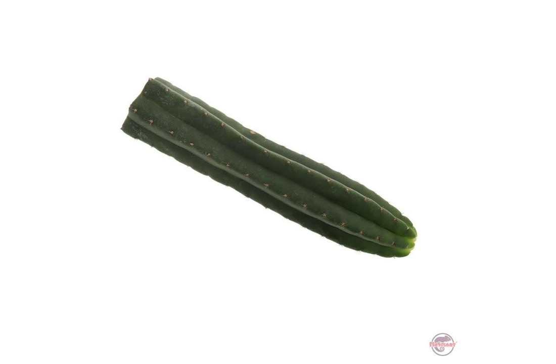 San Pedro Cutting Pachanoi - 45 cm