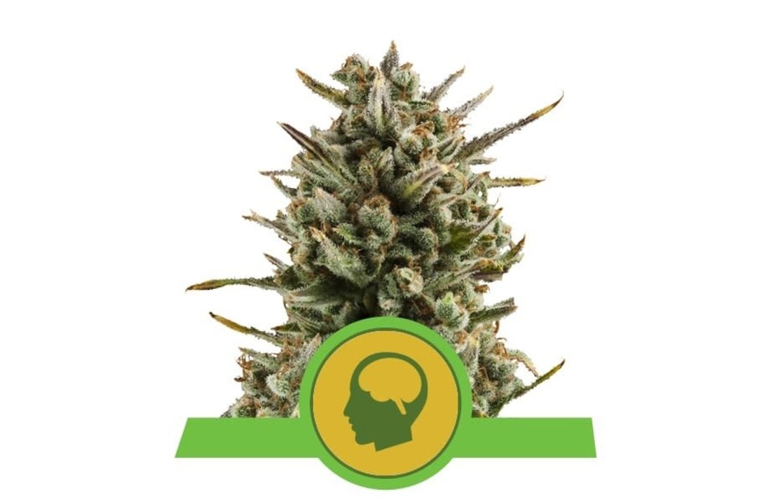 Royal Queen Seeds Amnesia Haze Auto - 5 seeds