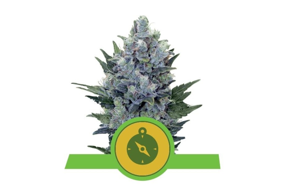 Royal Queen Seeds Northern Light Auto - 5 seeds