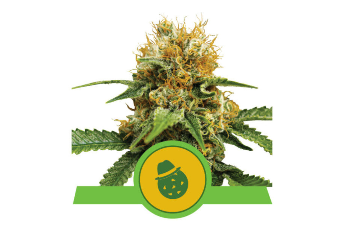 Royal Queen Seeds Do-Si-Dos Auto - 3 seeds