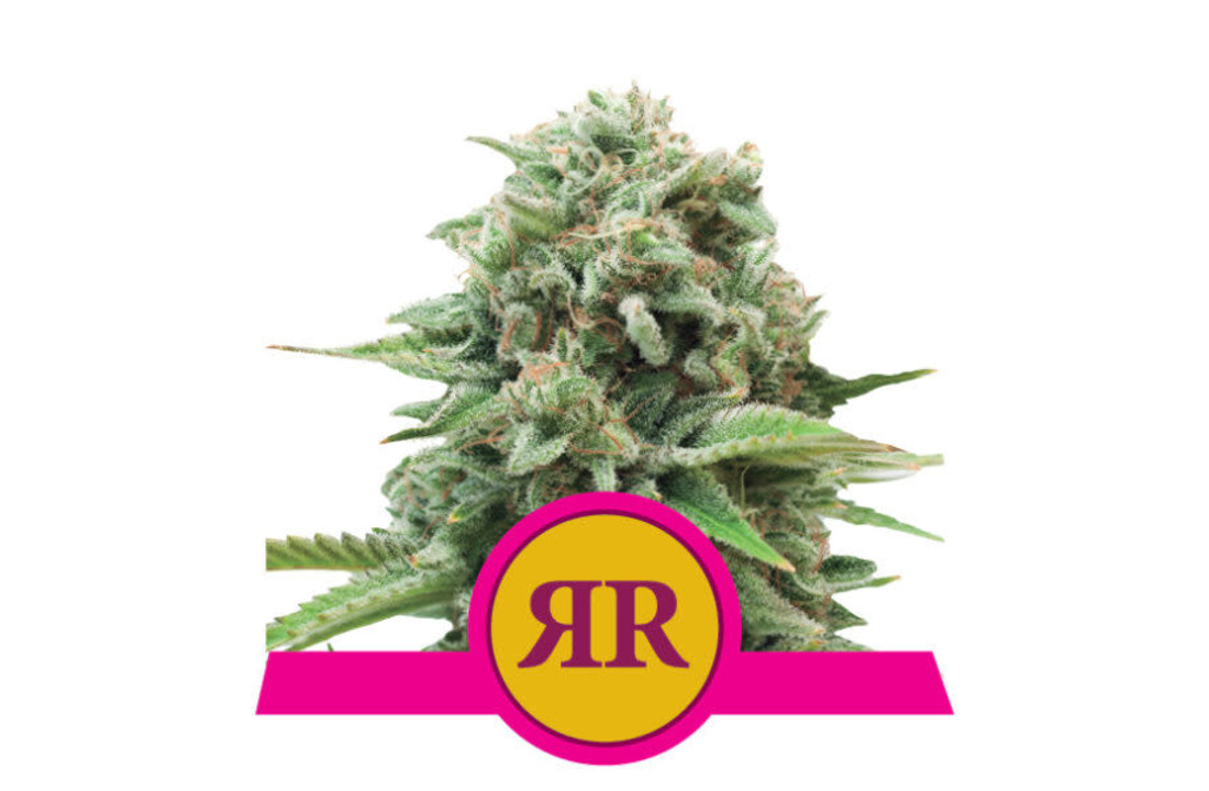 Royal Queen Seeds Royal Runtz - 3 seeds