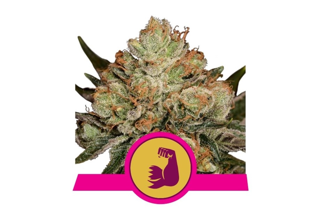 Royal Queen Seeds HulkBerry - 3 seeds